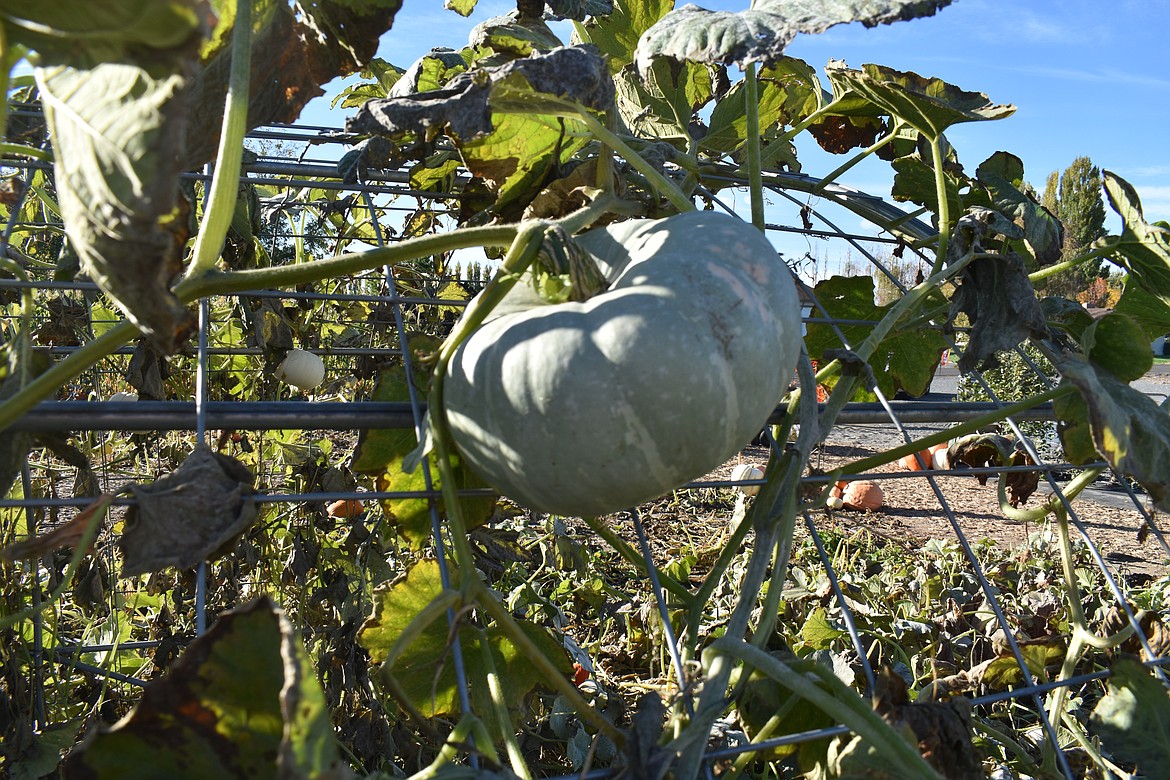 Some smaller pumpkins, like this silver moon variety, can be grown hanging on a trellis.