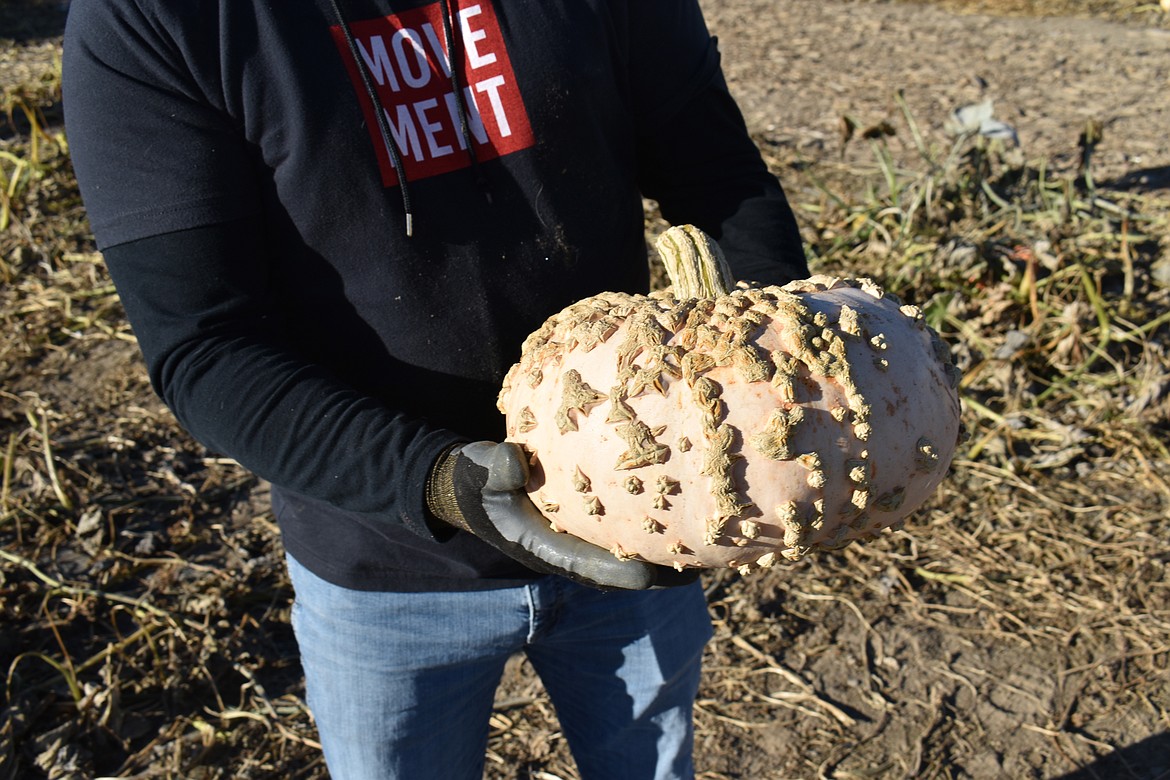 Barry Sterner holds a varietal pumpkin called a “Galeux d'Eysines.” The surface may look like it has some exotic disease, but it’s a natural part of the pumpkin. The variety originated near the village of Eysines in southern France. The word “galeux” literally means “mangy,” according to the Cambridge French-English Dictionary, but most seed dealers prefer to translate it as “embroidered with warts.”