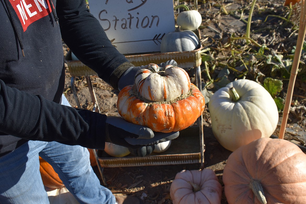 Part of the fun of pumpkin varieties is the name, Barry Sterner said. This pumpkin, which looks like it has another pumpkin growing out of it, is called a “Turk’s turban.”