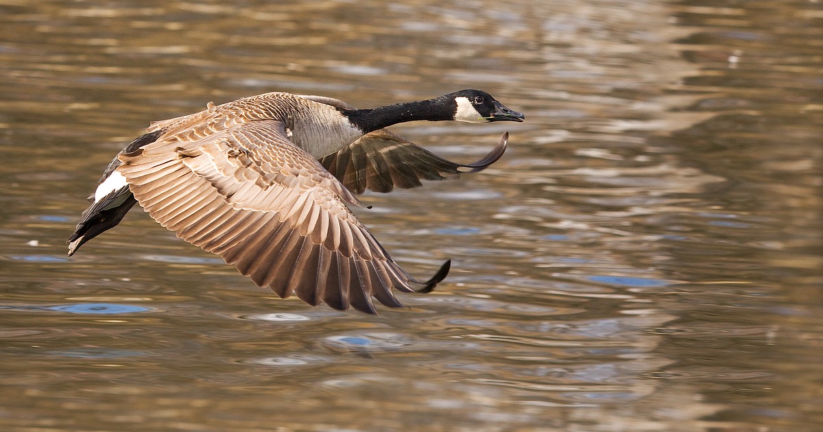 Important changes to waterfowl seasons Coeur d'Alene Press