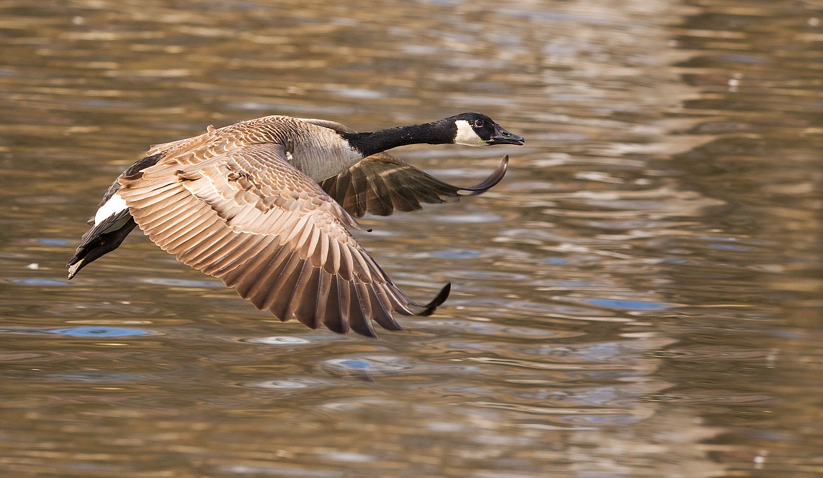 Season dates for Canada geese in Area 3 are now split. The season will be closed for a 12-day period from Oct. 23–Nov. 3, opening again Nov. 4.