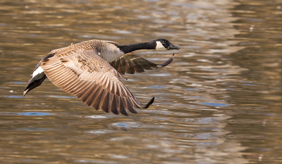 Goose Season Va 2025 - Dian Murial