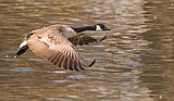 Important changes to waterfowl seasons
