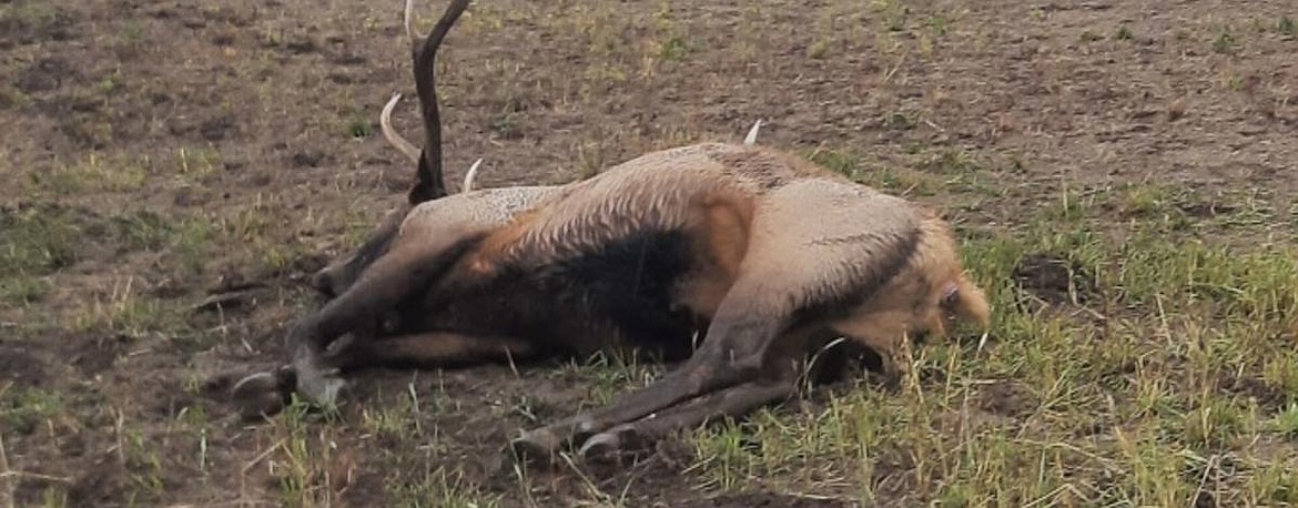 The Idaho Department of Fish and Game are looking for information regarding a poached bull elk, cow and calf that were shot in Bonneville County Oct. 12.
