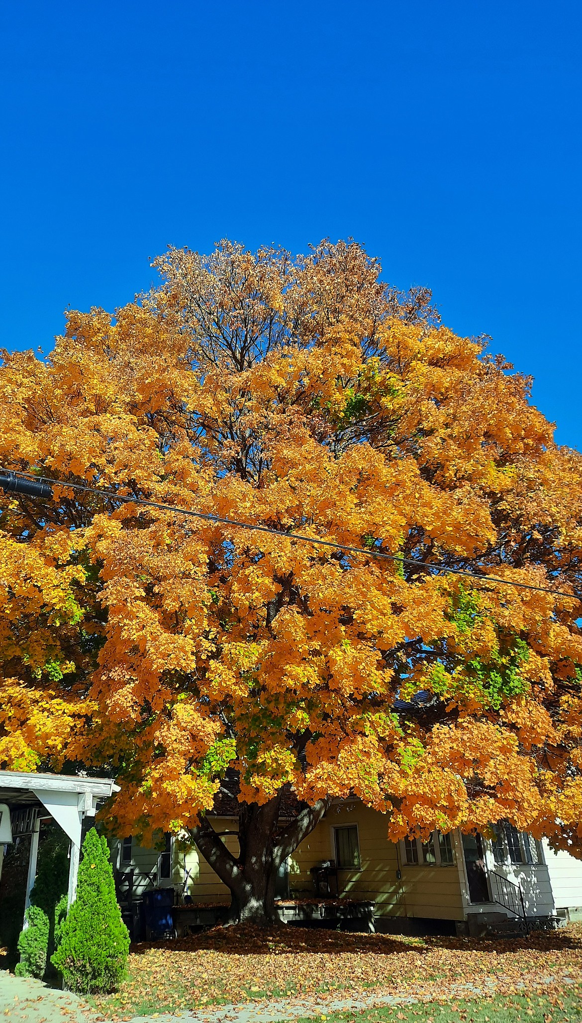 Sheryl Sedra shared this Best Shot of "Mama's tree" to showcase its beautiful fall foliage. If you have a photo that you took that you would like to see run as a Best Shot or I Took The Bee send it to the Bonner County Daily Bee, P.O. Box 159, Sandpoint, Idaho, 83864; or drop them off at 310 Church St., Sandpoint. You may also email your pictures to the Bonner County Daily Bee along with your name, caption information, hometown, and phone number to news@bonnercountydailybee.com.