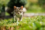 How free-roaming cats impact wildlife, disease transmission