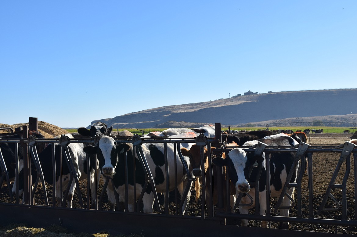 Cows eat feed at Chris Baginski’s dairy farm in Othello. Baginski said feed for his cattle has gone down in price a bit, but other expenses are rising due to inflation.