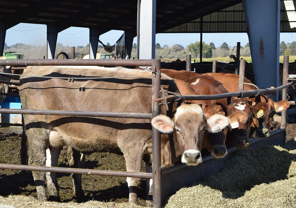 Dairy Farmers of Washington Executive Director Steve Seppi said many farmers are currently struggling just to break even. Eastern Washington dairy farmers Henry Benthem and Chris Baginski both said they are struggling to break even.