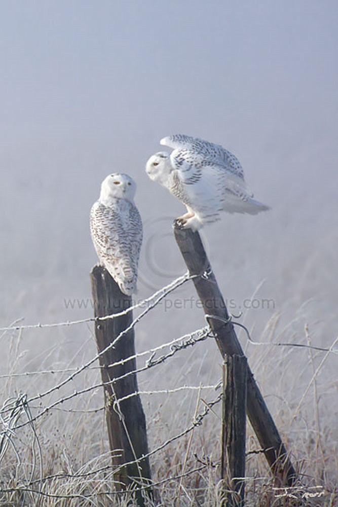 Snowy Owl Pair by Jay Cross