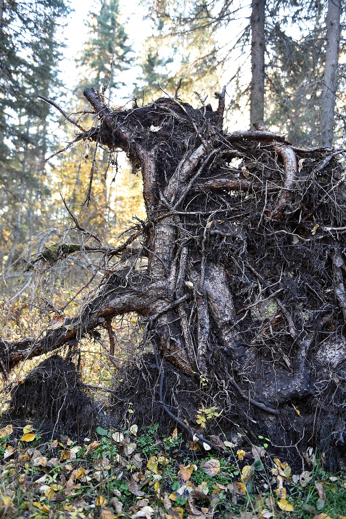 The upended roots of a spruce tree in the Viking Creek Wetlands. (Julie Engler/Whitefish Pilot)