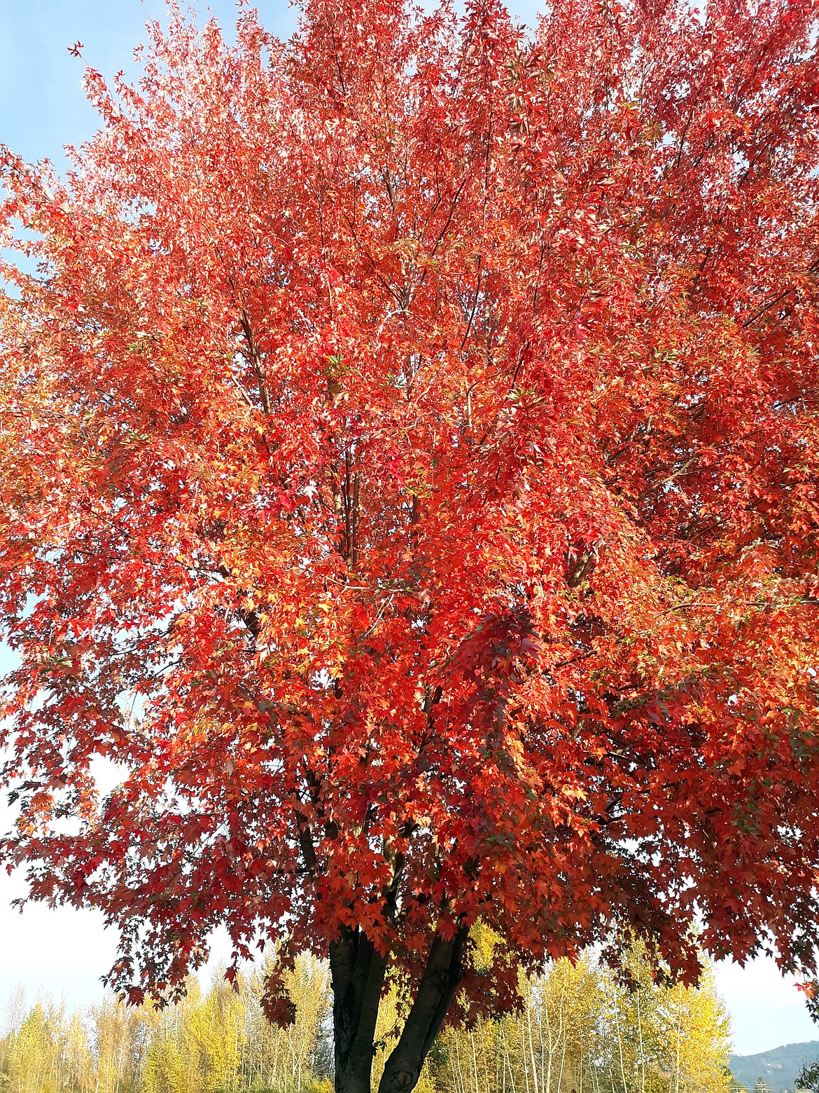 Helen Newton shared this Best Shot of the spectacular colors found this fall. If you have a photo that you took that you would like to see run as a Best Shot or I Took The Bee send it to the Bonner County Daily Bee, P.O. Box 159, Sandpoint, Idaho, 83864; or drop them off at 310 Church St., Sandpoint. You may also email your pictures to the Bonner County Daily Bee along with your name, caption information, hometown, and phone number to news@bonnercountydailybee.com.