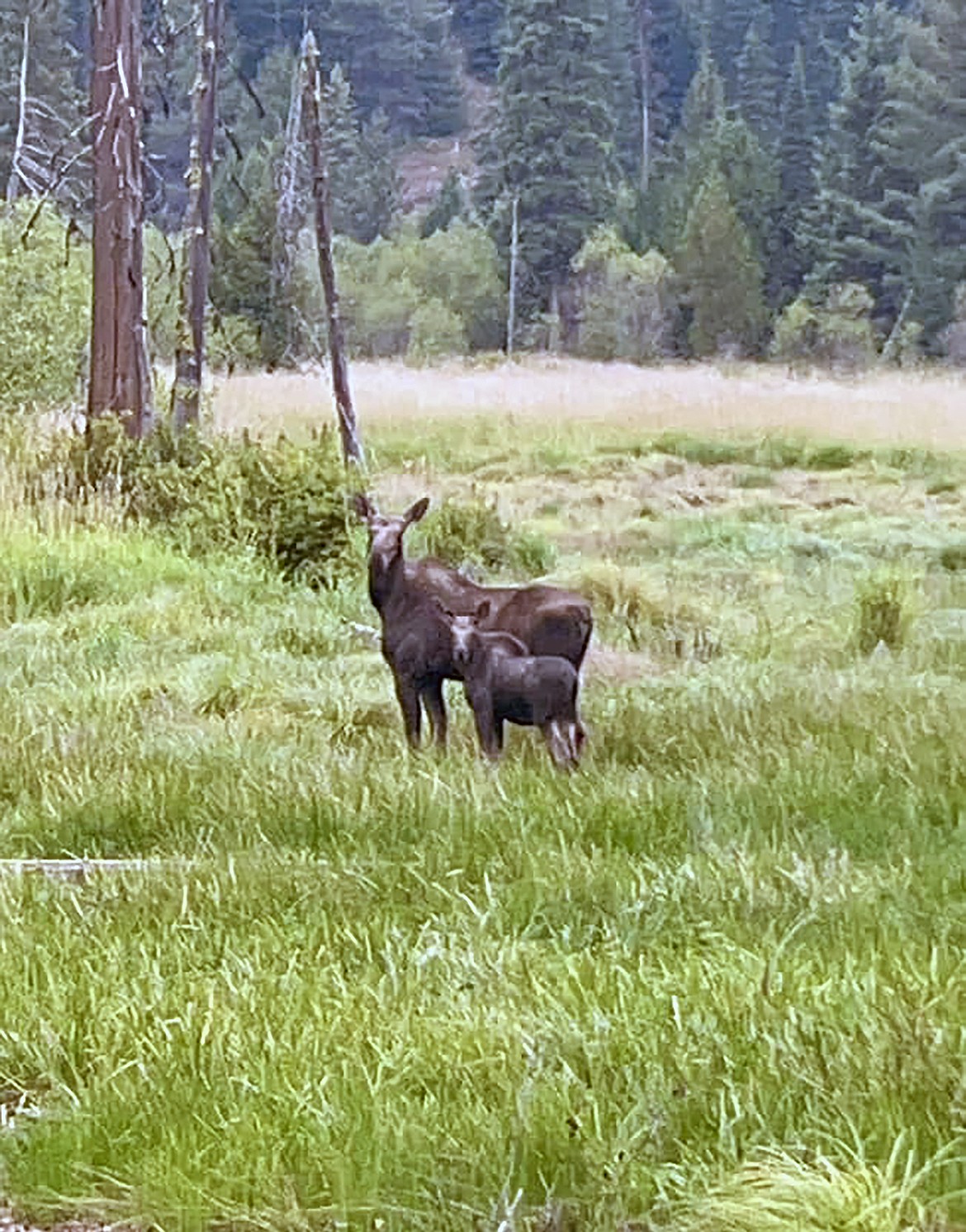 Cami Lines Carris shared this Best Shot taken of a moose and her calf at Priest Lake earlier this year. If you have a photo that you took that you would like to see run as a Best Shot or I Took The Bee send it to the Bonner County Daily Bee, P.O. Box 159, Sandpoint, Idaho, 83864; or drop them off at 310 Church St., Sandpoint. You may also email your pictures to the Bonner County Daily Bee along with your name, caption information, hometown, and phone number to news@bonnercountydailybee.com.