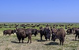 Glacier Park awarded funding for Blackfeet bison, other projects