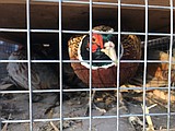 Fish and Game stocks 30,000 pheasants
