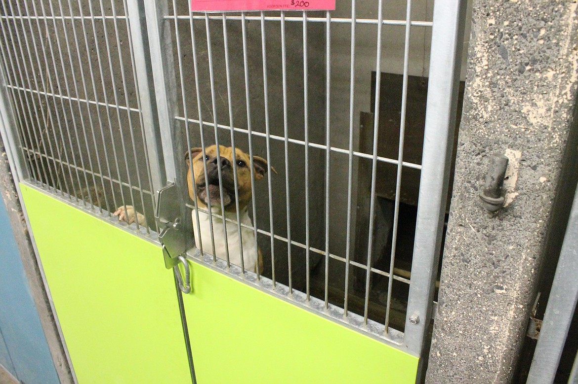 Buddy, a pit bull mix at Grant County Animal Outreach, looks out of his kennel at a visitor to the shelter. Overcrowding, especially of larger and older dogs like Buddy, is part of the concern fueling a push in the community for a new animal shelter.