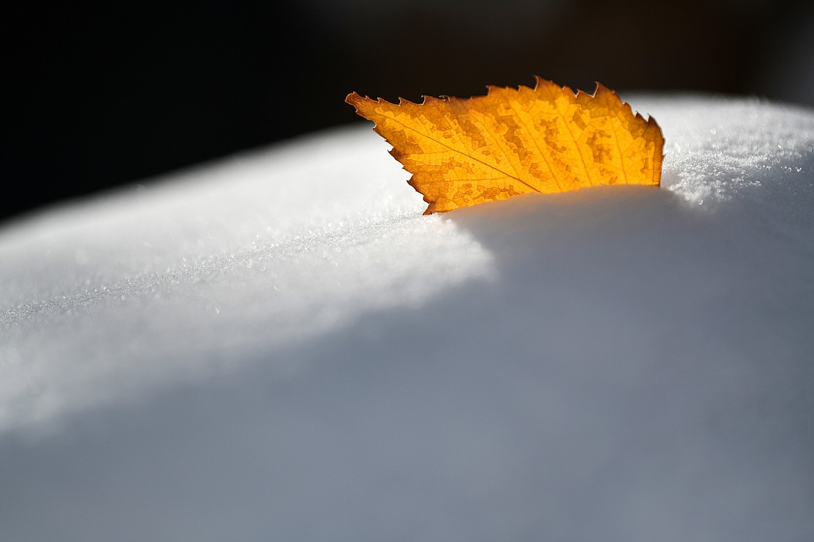 A fallen aspen leaf catches the afternoon sun on Wednesday, Oct. 25. (Casey Kreider/Daily Inter Lake)