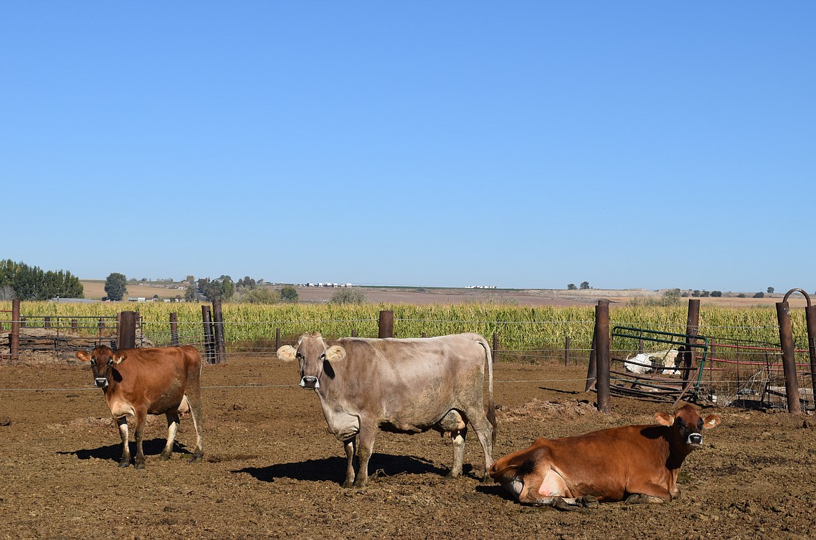 Dairy cows stand in a pen at Chris Baginski’s dairy farm. Behind the cows is a field of corn that Baginski grows to supplement feed expenses, which are high right now.