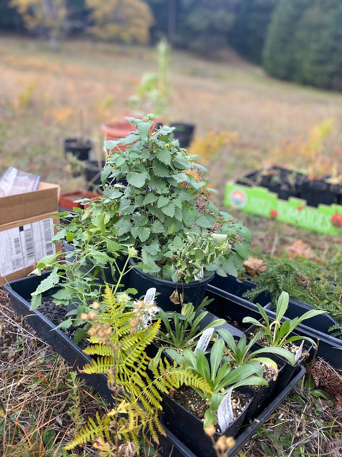 A flat of milkweed sits at the ready to be planted by members of The Mighty Monarchs at the Poine Street Woods.