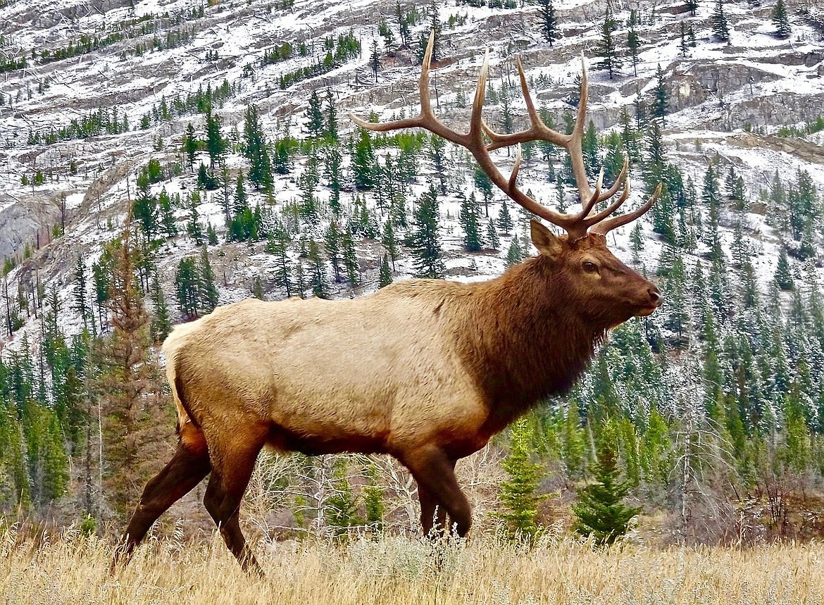 All About Elk (Hunter's Information Series)