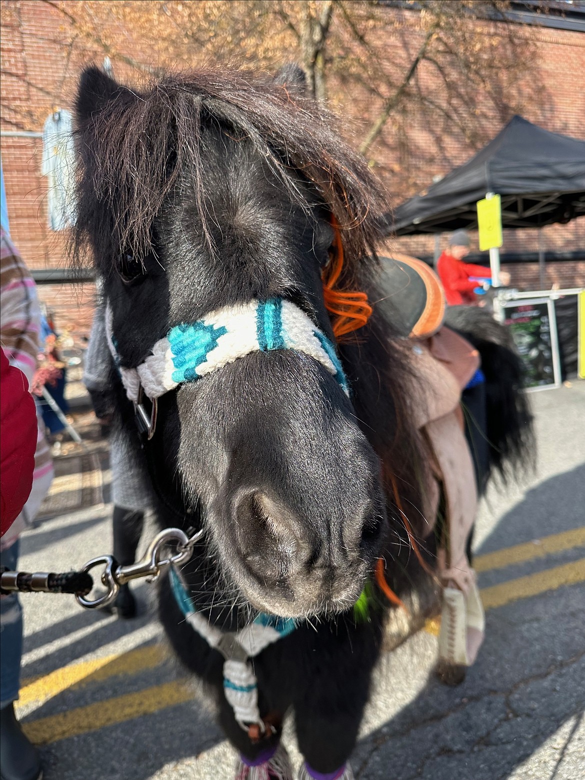 Pony rides were part of the petting zoo at the Fifth Street Farmer’s Harvest Market Saturday. The market was punctuated by a treasure hunt for apple treats through downtown as part of the Coeur d'Alene Downtown Association's annual Apple Palooza.