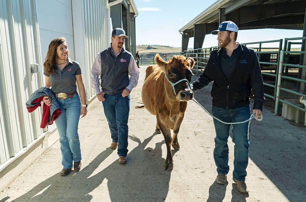 From left, fourth-year WSU veterinary medicine students Tanya Weber, Taythen Larson, and Caden Colombik walk on Wednesday, Oct. 4, 2023, in Pullman with Ginger, a cow owned by the college. The three students each earned a 2023 Merck Animal Health Bovine Veterinary Student Recognition Award scholarship.