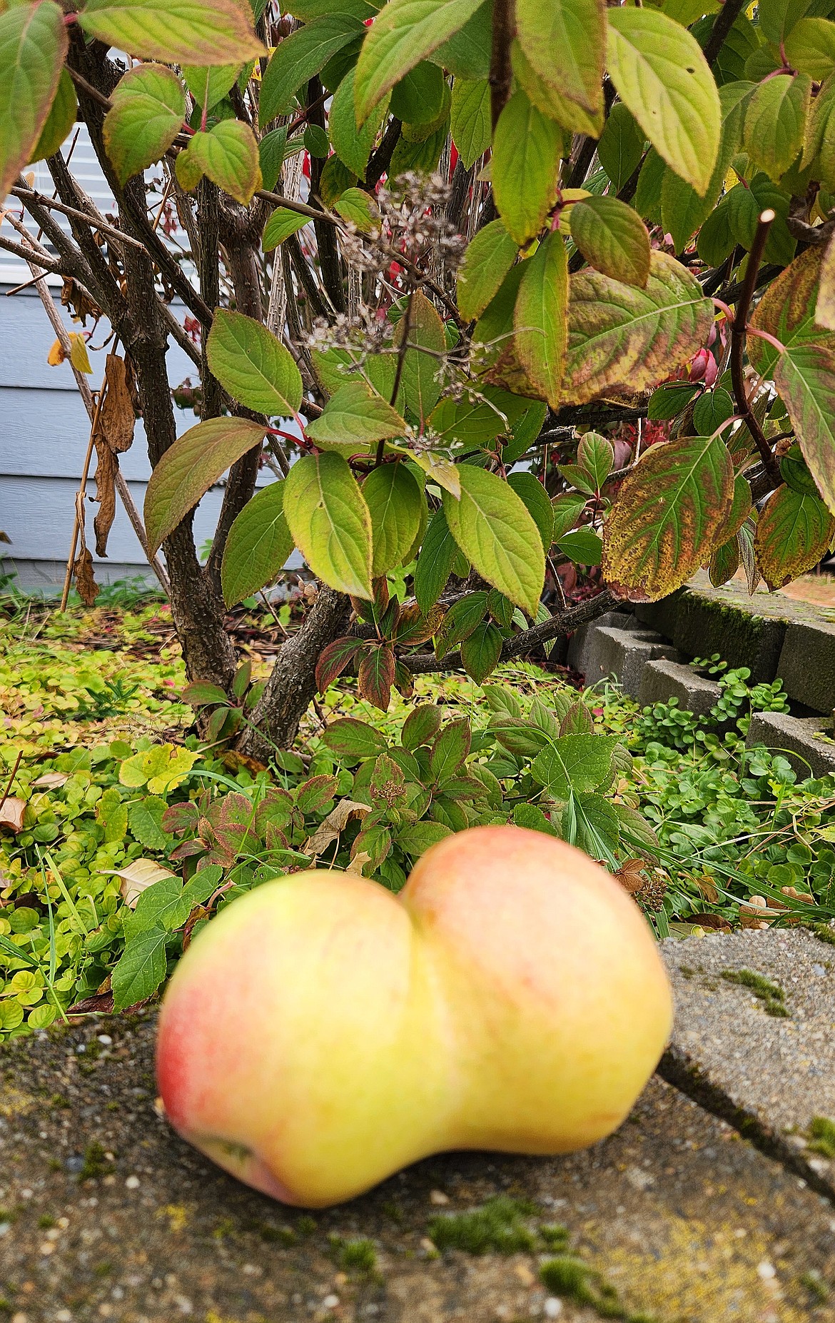 Samuels resident Chris Hood shared this Best Shot that he took recently. If you have a photo that you took that you would like to see run as a Best Shot or I Took The Bee send it to the Bonner County Daily Bee, P.O. Box 159, Sandpoint, Idaho, 83864; or drop them off at 310 Church St., Sandpoint. You may also email your pictures to the Bonner County Daily Bee along with your name, caption information, hometown, and phone number to news@bonnercountydailybee.com.