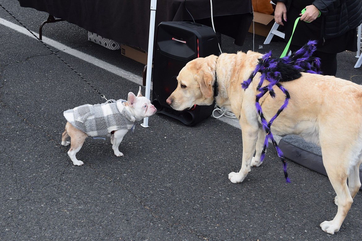 Valor, Kids’ Hope’s therapy dog meets a new friend while dressed as a black and purple spider during the downtown Halloween event in Ephrata. Valor helps the social services nonprofit comfort children and adults going through difficult times.