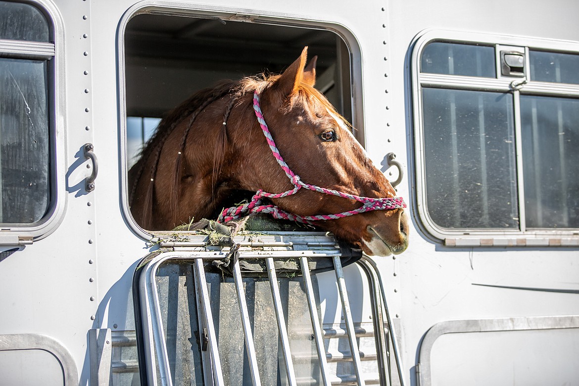 Graysen O'Connor's barrel horse, Fancy, checks out the crowd assembled in downtown Arlee last Monday to welcome Greyson home after her victories at the Indian National Finals Rodeo. (Jamie Sievers photo)