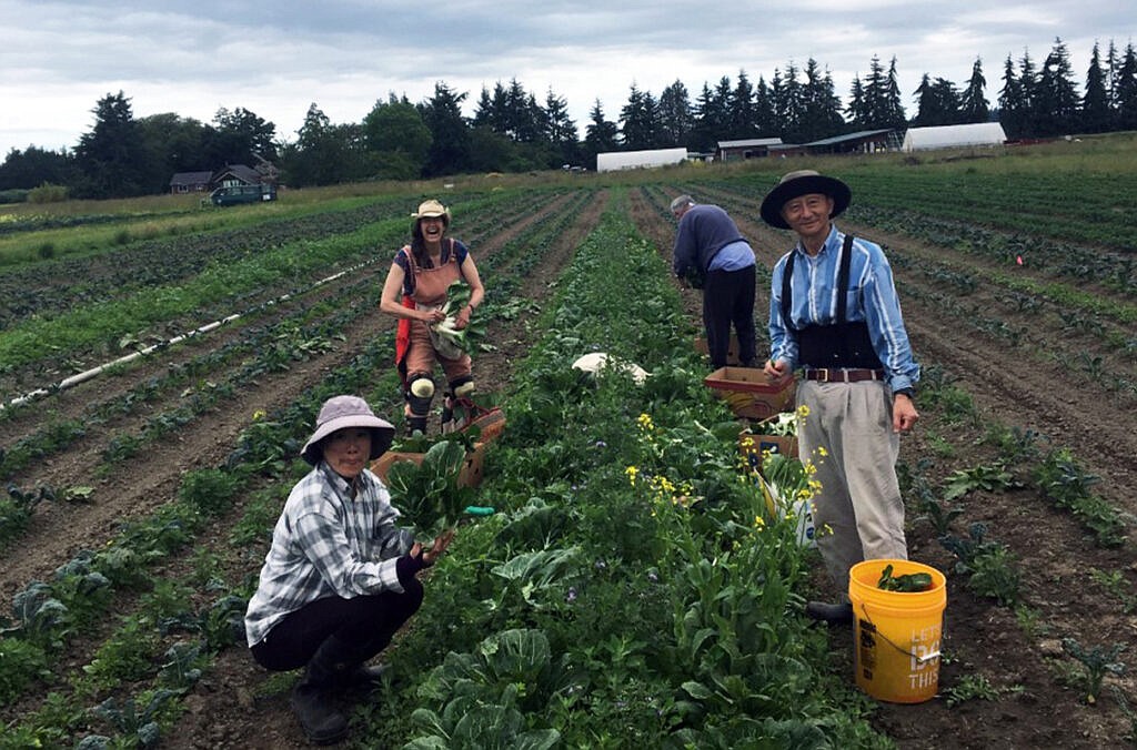 A group of WSU=Extension-trained gleaners reclaim bok choy.