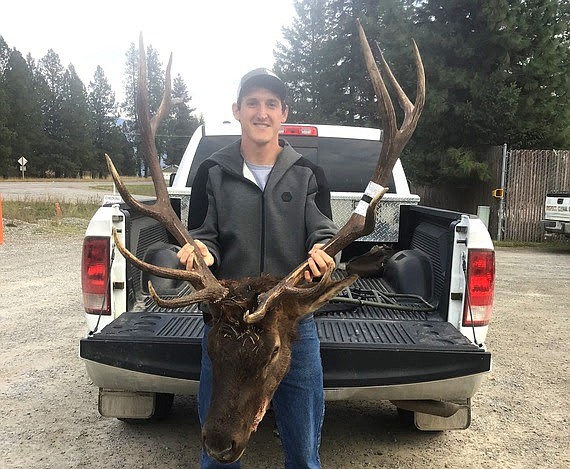 A hunter at the Thompson Falls game check station displays the bull elk he harvested last weekend. (FWP photo)