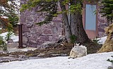 For Glacier’s iconic goats, snow proves solace from bugs