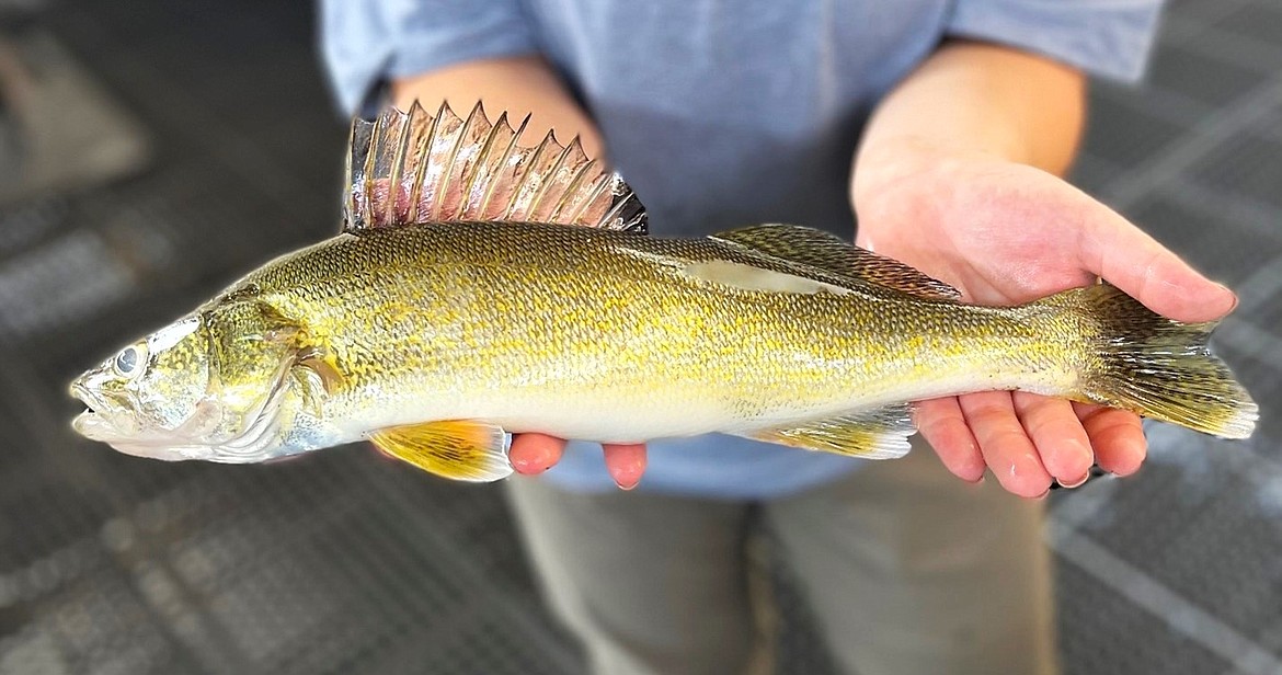 Walleye aren't bad fish, just the wrong fish for Idaho