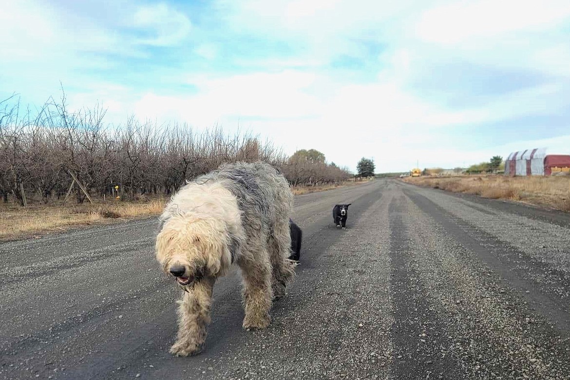 A mama dog and some of her puppies walk down a road in the Othello area. Adams County Pet Rescue picked them up along the road over the weekend.