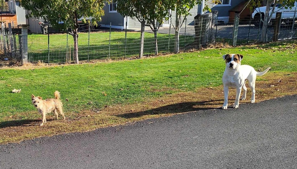 Two stray dogs roam in the Othello area. The city of Othello currently contributes $52,000 to the Adams County Pet Rescue for its animal control services, and has listed an additional $50,000 in its preliminary 2024 budget.