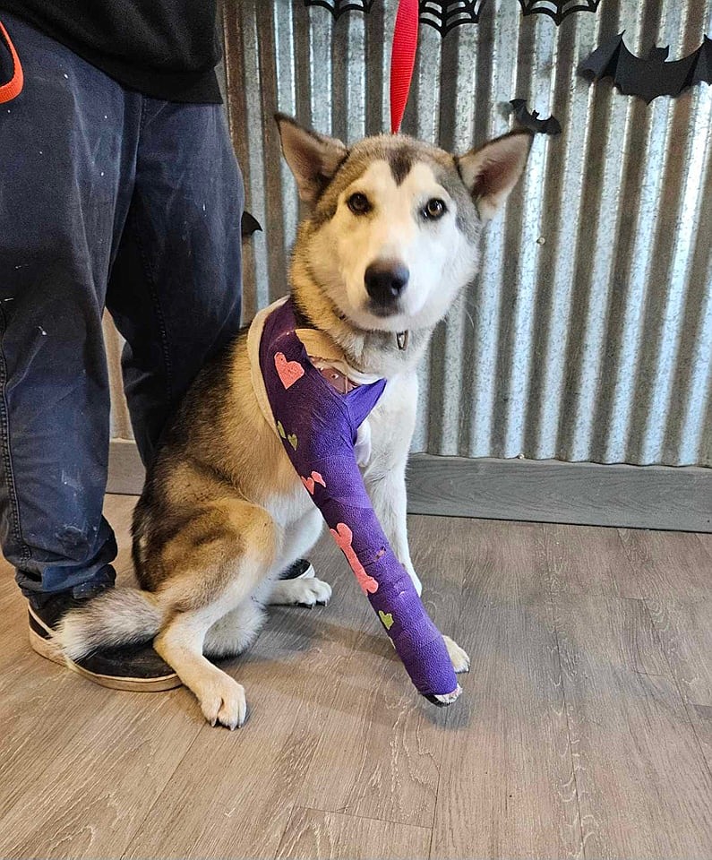 One of the Adams County Pet Rescue’s shelter dogs, an injured husky named Selene, sits in the ACPR lobby after treatment in October.