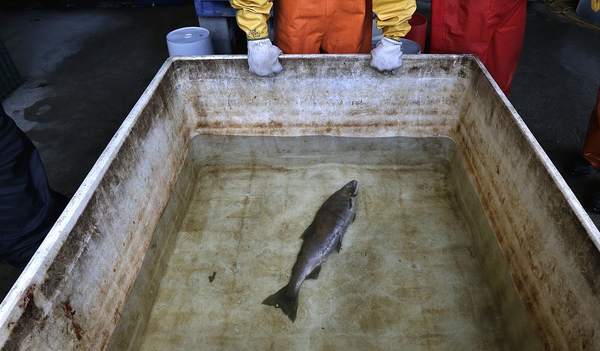 Julann Spromberg, a research toxicologist with Ocean Associates Inc., working under contract with NOAA Fisheries, observes a salmon placed in a tank of clear water after it died from four hours of exposure to unfiltered highway runoff water on Oct. 20, 2014. The Environmental Protection Agency on Nov. 2, 2023, granted a petition submitted by Native American tribes in California and Washington state asking federal regulators to prohibit the use of the chemical 6PPD in tires due to its lethal effect on salmon, steelhead trout, and other wildlife. (AP Photo/Ted S. Warren, File)