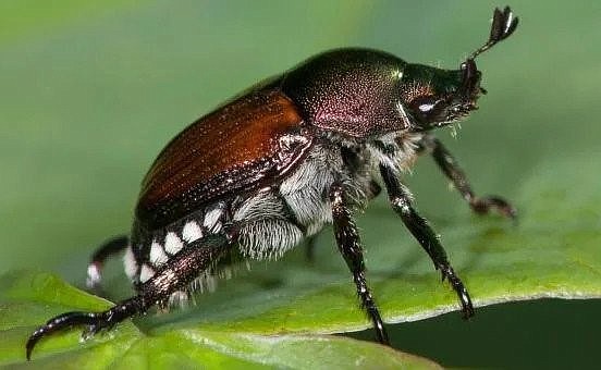 An invasive Japanese beetle sits on a leaf.