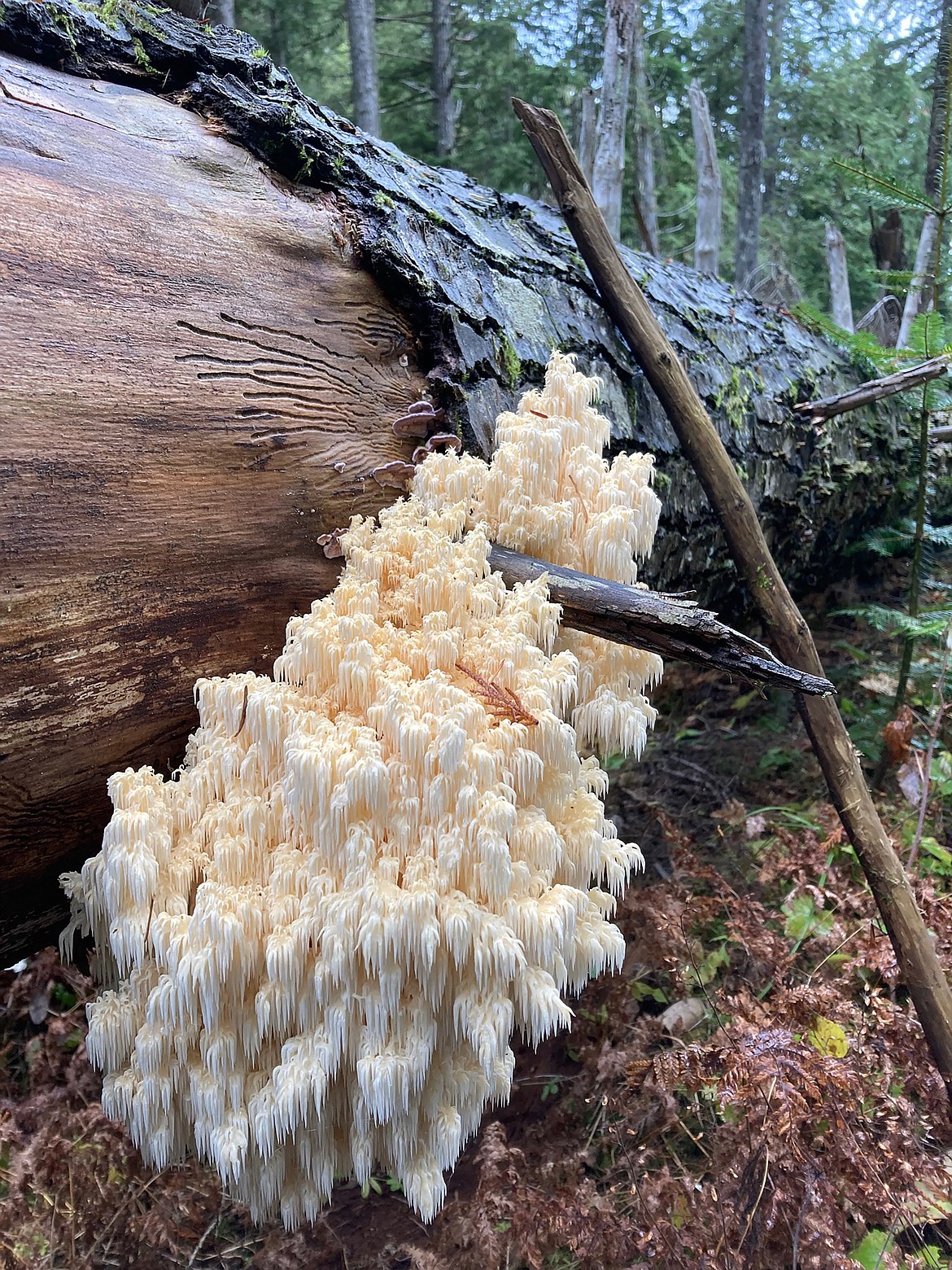 Barbara Pressler shared this Best Shot of a bear head mushroom taken during a recent hike in the woods. If you have a photo that you took that you would like to see run as a Best Shot or I Took The Bee send it to the Bonner County Daily Bee, P.O. Box 159, Sandpoint, Idaho, 83864; or drop them off at 310 Church St., Sandpoint. You may also email your pictures to the Bonner County Daily Bee along with your name, caption information, hometown, and phone number to news@bonnercountydailybee.com.