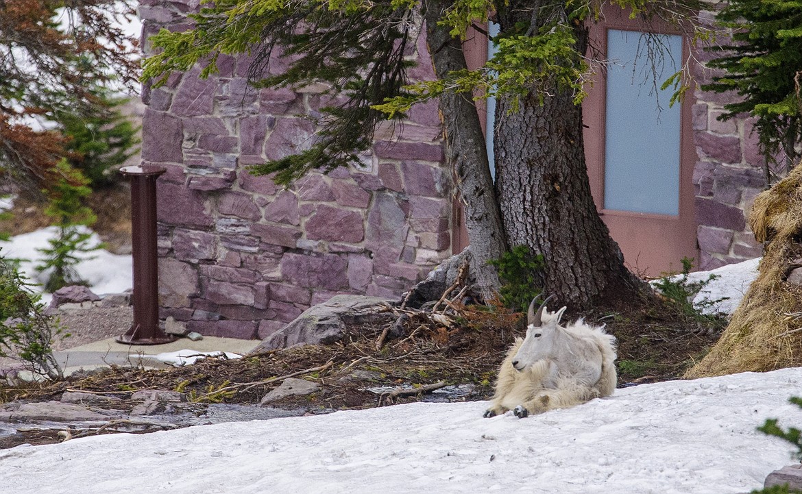 A mountain goat rests on a snow patch at Sperry Chalet in Glacier National Park in this file photo. (Hungry Horse News FILE)