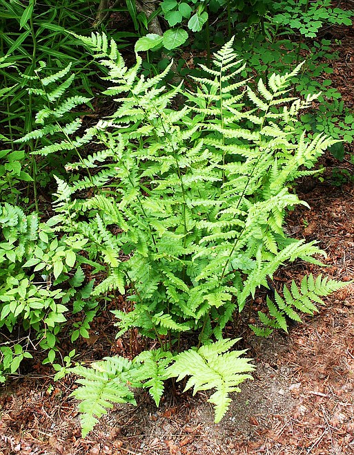 Crested Shield Fern thrives in shady gardens | Bonner County Daily Bee