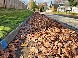 Fall leaves: Putting nutrients in their place