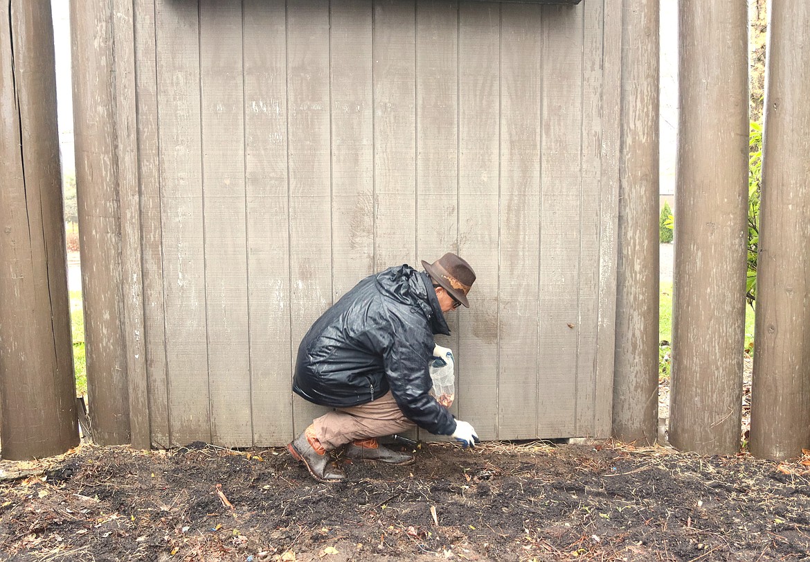 Michael Wood plants a tulip bulb in a memorial garden at the Harbor Center sign on Hubbard Avenue on Monday.