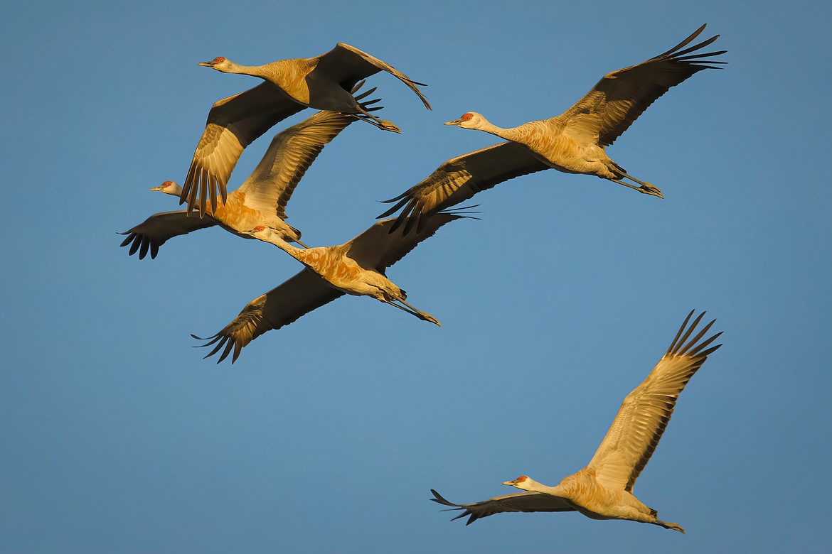 Sandhill Cranes fly near Othello. The annual Sandhill Crane Festival is one of Othello’s biggest tourist attractions. The council agreed to increase the festival’s tourism funding allocation by $1000 at the expense of funding for the chamber of commerce, which the council then increased funding for in their preliminary 2024 general fund budget.