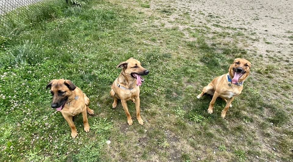 Staci Molzahn, a Seattle business owner putting on fundraisers for Adams County Pet Rescue, said she has made friends with multiple people in the Seattle area who have adopted dogs from ACPR. Pictured is Molzahn’s dog, Kobe, and two of his brothers who came to the Seattle area from ACPR.