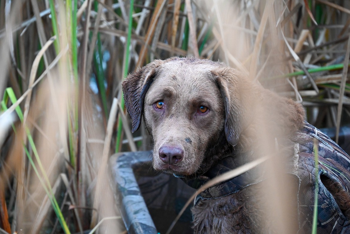 A Chesapeake Bay retriever out duck hunting.