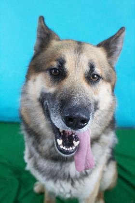 Hi, my name is Bear. I am an almost nine-year-old male neutered German shepherd, who is pretty big. I came into the shelter with my mom Teddy, who I don’t like to be apart from. I have lots of love to give to all the people I meet, and I am very talkative and I love being outside, and I really, really like food, and I love learning new tricks. I am good with most dogs, people and kids, they’re all fun to be around. Not cats. Cats freak me out. No cats please.