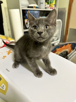 My name is Blue. I am a small domestic short hair mix, and I am only about 7 months old. Consequently, I am adorable, or at least that’s what everybody tells me. I have not been declawed or housetrained, but I’m sure you could since I am so young. How about you come by and see me in person?