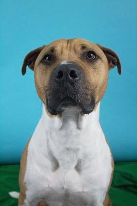 Buddy is my name. I’m six and a half, but I think I don’t look a day over six. I’m a large, male terrier and pit bull. I can be very unsure of new people, and it takes some time for me to learn to show my true colors to people. Once I warm up to you, though, I am very loving, and I even dish out a good hug. I am very playful, but I also like relaxing, if you want to just chill. I need a home that is calm, with no other animals. I love going on walks and I am great on a leash.