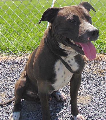 Hola, my name is Chancho! I think it's a manly name, personally, and I’m pretty big. I’m a six-year-old neutered pitbull mix. I am good with some people, but I get a little nervous around new people. I can’t be in a home with other animals or young kids, but I am extremely smart – I know how to sit, stay and shake, which seems pretty smart to me – and I listen well. I love to play, and I am very motivated to learn, especially if you have treats. Did I mention I love to play?