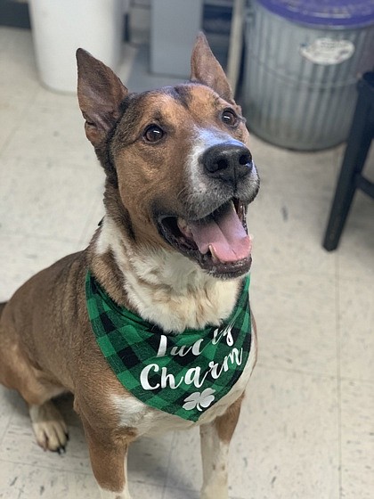 Dennis is my name and walking is the name of my game. I like going on walks a lot. I am six and a half years old. I am a large male shepherd mix, and I’ve been neutered. I have been working on not pulling while on the leash during our walks, and I am doing better – especially if you have a treat! However, I have some stipulations, ok? I need a home with no cats or small kids (small kids make me very nervous – why are they so small?). I am okay with some dogs, though.